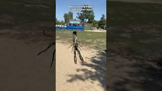 SoCal Bass Fishing (Lake Balboa) #shorts  #fishing #thecsickfisherman
