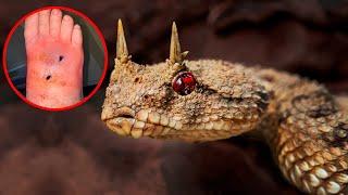 15 Most Uncommon Reptiles In The World