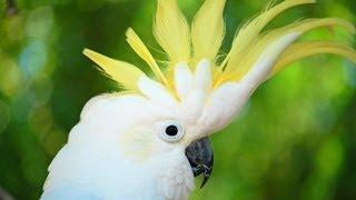 How to Take Care of a Cockatoo | Pet Bird