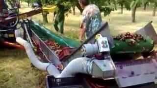 Cherry harvesting