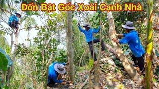 Hai Lúa Đốn Hạ Cây Xoài Cạnh Nhà