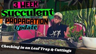 3 WEEK SUCCULENT PROPAGATION UPDATE | First Watering of Potted Cuttings and Spritzing the Leaf Tray