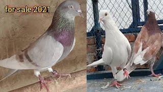 patti wale kabootar | top quality pigeon 2021 | faisalabad pigeon