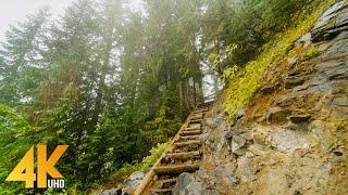 4K Virtual Walk through Beautiful Mountain Forest - Fascinating Comet Falls, Mt. Rainier Area