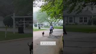 Steps To Teach Your Dog How To Run Next To A Bike! #bike #dogsandbikes #biking