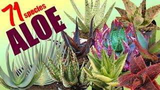 71 ALOE SPECIES | HERB STORIES