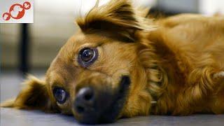  How to Prevent Premature Loss of Your Dog? TOP 10 Most Common Causes of Dog Death Worldwide!