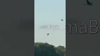BamaBass   Adding 3,000 Fish to the 5 Acre Pond!