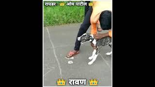 Kolhapur Dog Racing/Dog Resa |Rajmudra /Dog Race Maharashtra/Caravan Dog Race/ Mudhol Hound 7/12