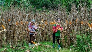 How H'Mong people have used Corn in their lives for thousands of years - Ly Tieu Ca