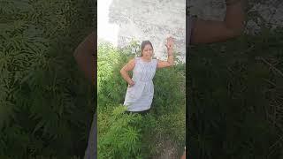 dhobi geet##shortvideo##savita devi...7734