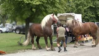 Tierquälerei in Neumarkt: Schläge auf der Pferde- und Fohlenschau 2019