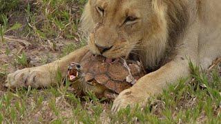 Crushing the Unbreakable Turtle's Shield ? Lion vs. Turtle Showdown!