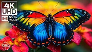 Symphony of Insects - 4K Feel the Peace with Butterfly and Soothing Melodies