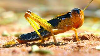 Locust Plague Devours 40,000 Tonnes of Vegetation | Earth's Tropical Islands | BBC Earth