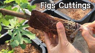 [SUB] 내가 찾은 최고의 무화과 삽목방법ㅣThe Best Method I've Found for Rooting Figs