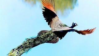 Peacock Flying High - Watch the Amazing Peacock Flight