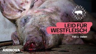 Westfleisch-Skandal Fall Nr.1: Betrieb in Velen