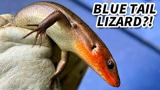 Five Lined Skink Facts: the BLUE TAIL Skink  Animal Fact Files