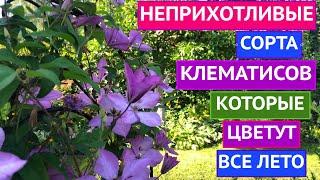 КЛЕМАТИСЫ, КОТОРЫЕ ЦВЕТУТ ВСЕ ЛЕТО! ЭТИ СОРТА УКРАСЯТ ВАШ САД!