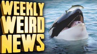 80s Orca Fashion Trend Makes a Comeback - Weekly Weird News