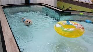 【Pet's Swimming Pool】Champion the Pomeranian