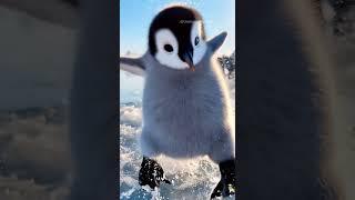 Baby penguins play happily in the snow  #penguin #cute #funny #animals #pets