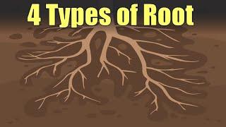 The 4 Types of Plant Roots