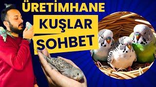 "Muhabbet Kuşu Cenneti!  Yavrularımızla Dolu Üretimhanemizi İlk Kez Gösteriyoruz! "