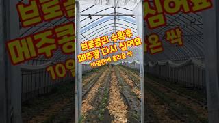 브로콜리 수확후 메주콩 다시 심어요. 10일만에 올라온 싹 #shorts