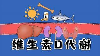 医学手绘精讲 | 维生素D的合成代谢过程 Medical hand-painted intensive lecture | Metabolism  of Vitamin D