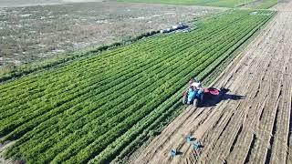 Laastedrif Boerdery Harvest 2018