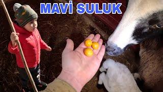 YUSUF ALP TRAŞ OLURSA~MAVİ SULUK~FOTAKAPANDAKİ GÖRÜNTÜLER~BU KUZU NASIL EMECEK