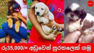 ගොඩක් අඩු මිලට ගන්න පුලුවන් 2024 | Dog price in Sri Lanka 2024 (August) - Pet life lk