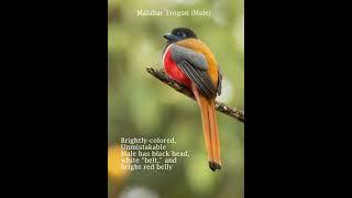 Malabar Trogon pictures & facts