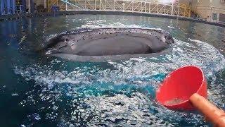 360 View of Feeding Whale Sharks at Georgia Aquarium!