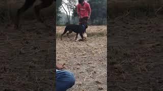 don't touch my friend #shorts #dog #rottweiler