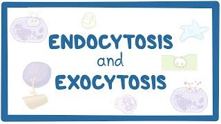 Endocytosis and exocytosis