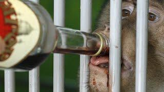 Alcoholic killer monkey leaves one man dead and 250 injured