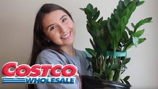 Plants at Costco Wholesale | Cheap Big ZZ Plant & Fiddle Leaf Fig