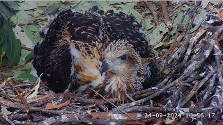 WBSE ~ Beautiful Closeups Of SE33 & SE34!  Double Fish Deliveries! Entire Family On Nest  9.29.24