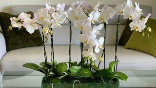 Orchid arrangement "Lucky Boat" | Viva Orchids of Boca Raton