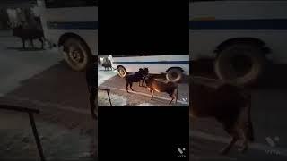 조기 교육이 필요한 이유. Bulls fight on the street. https://www.youtube.com/watch?v=sSAsRnppa7I
