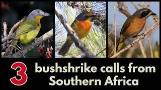 3 BUSHSHRIKE songs and calls from Southern Africa