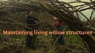 Maintaining living willow structures, update on previous structures.