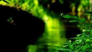 Relax 1 Minute Relaxing Nature Sounds Study Sleep Meditation Water Sounds Bird Song HQ ASMR FHD