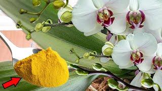 Turmeric Miracle! Orchids Bloom Like Crazy with This Secret Trick