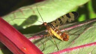 Scorpionfly - female and male (Mecoptera Panorpidae Panorpa)