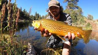 Fishing for MONSTER TIGER TROUT and SPLAKE!!