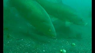 Underwater tenchfishing Unterwasserangeln Schleien Bolsena